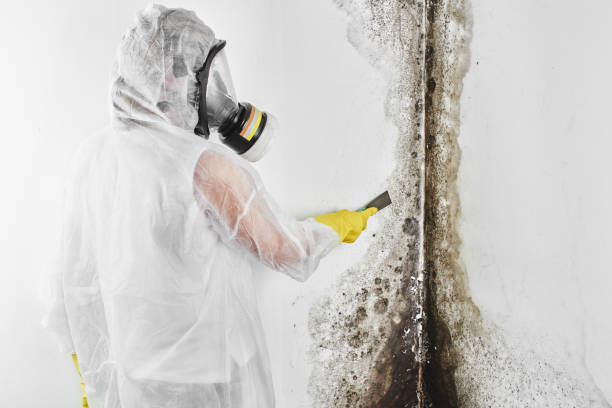 Best Attic Mold Removal  in Berkeley Lake, GA